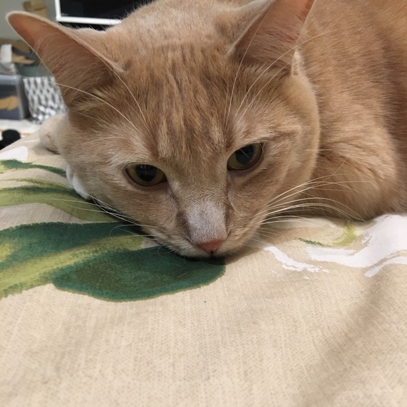 Meet your Posher, Patricia - Picture 1 of 1